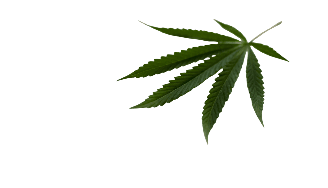 grünes Cannabis Blatt