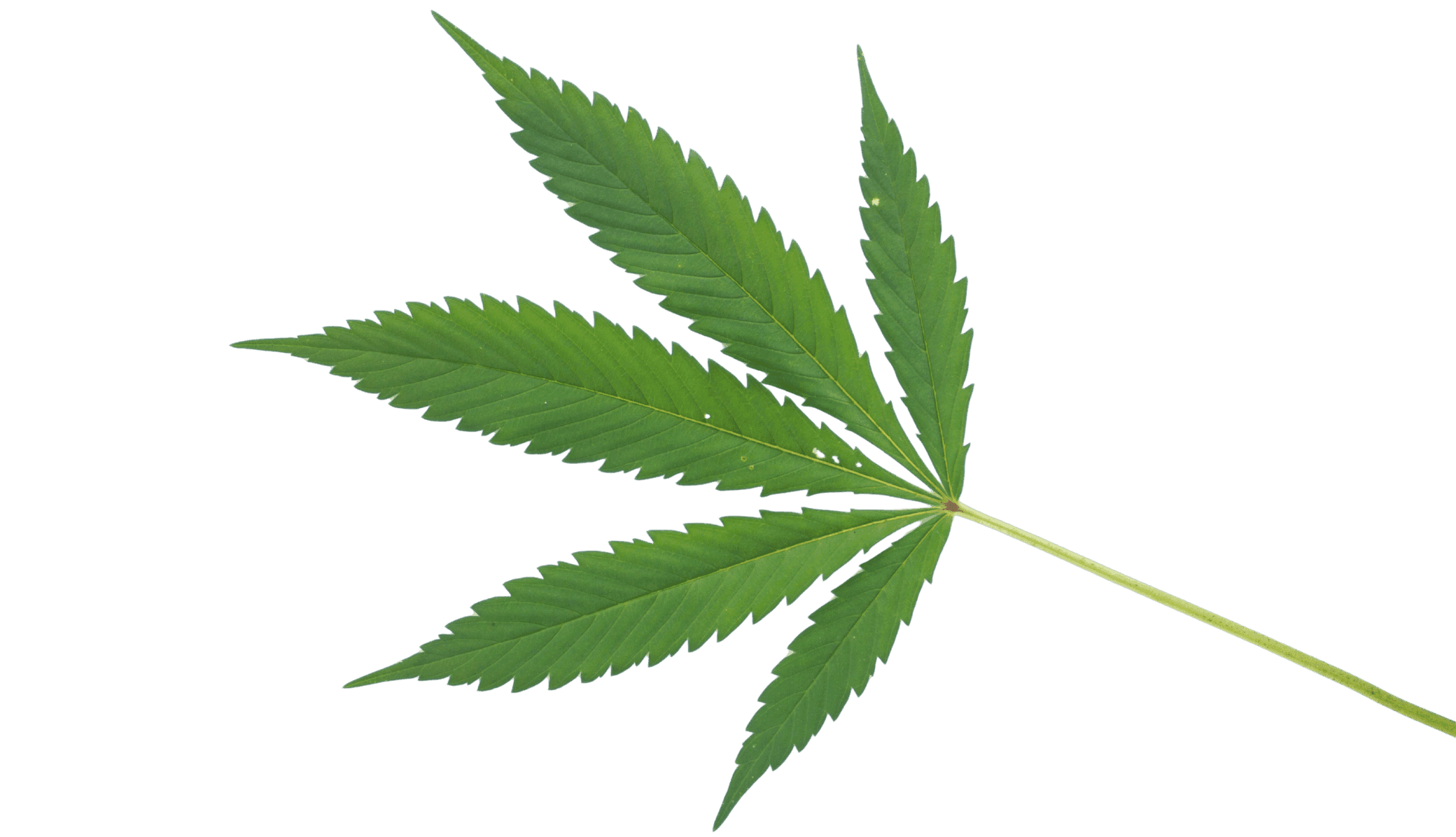 grünes Cannabis Blatt