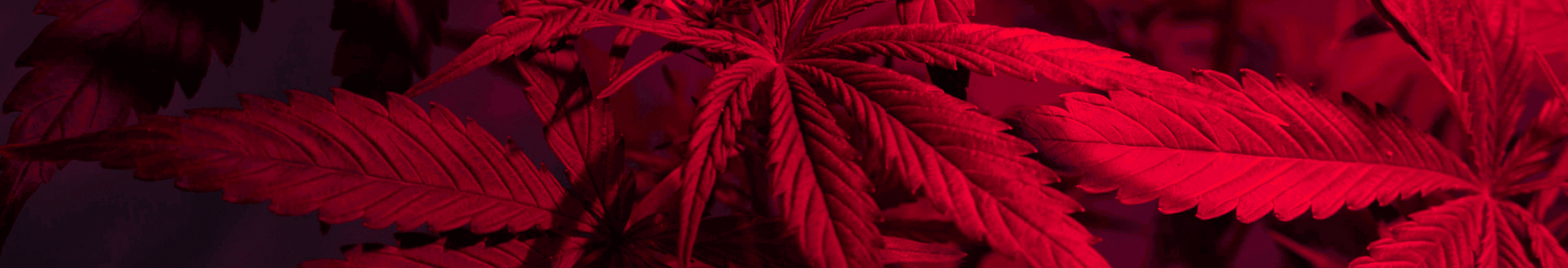 rote Cannabis Pflanze